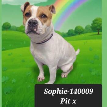 Pit Bull Terrier Dogs Available for Adoption - Sophie | PetCurious