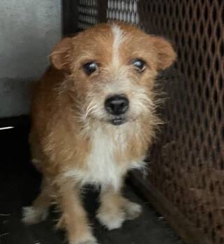 Ethel -  Mixed Breed Dog for Adoption in Henderson, North Carolina - Ethel | PetCurious
