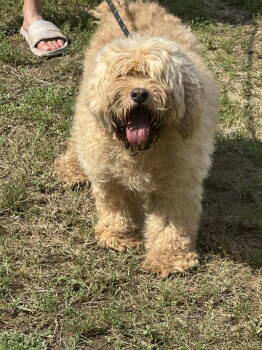 Rescue Cocker Spaniel and Poodle Dogs for Adoption in Jackson, Mississippi - Shaq | PetCurious