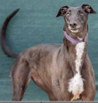 Greyhound Dogs Available for Adoption in Allentown, Pennsylvania - Cathy | PetCurious