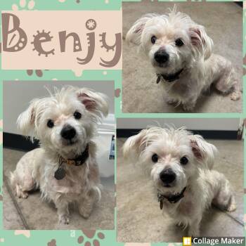 Maltese Dogs Available for Adoption - Benjy | PetCurious