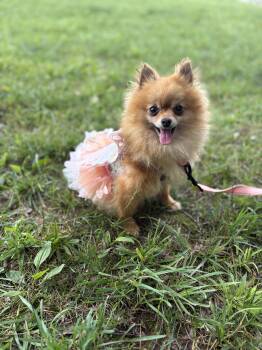 Pomela- Transport -  Pomeranian Dog Available for Adoption in Gradyville, Kentucky - Pomela- Transport | PetCurious