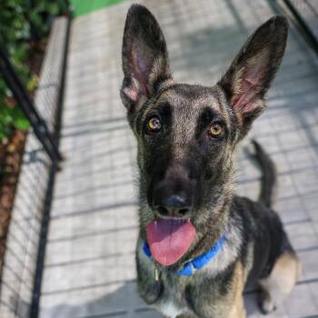 Connie -  Shepherd and Mixed Breed Dog for Adoption in Bradenton, Florida - Connie | PetCurious