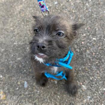 Gigi -  Shih Tzu and Mixed Breed Dog for Adoption in Houston, Texas - Gigi | PetCurious