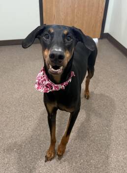 Doberman Pinscher Dogs Available for Adoption in Sault Ste. Marie, Michigan - Angel | PetCurious