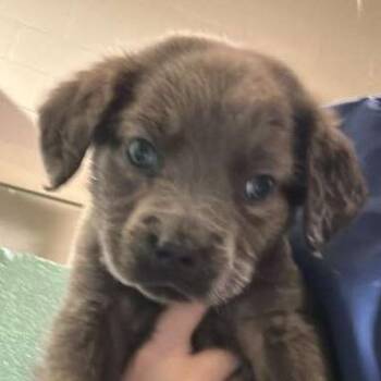Labrador Retriever Dogs Available for Adoption in Gadsden, Alabama - Rigby | PetCurious
