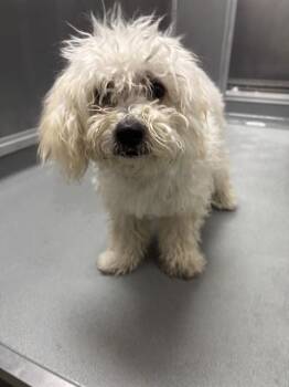 POPCORN -  Maltese Dog for Adoption in Ontario, California - POPCORN | PetCurious
