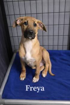 Shepherd Dogs Available for Adoption - Freya | PetCurious