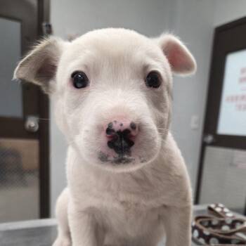 Australian Shepherd and Mixed Breed Dogs Available for Adoption in Durango, Colorado - Blanche | PetCurious