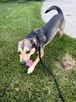 Snoopy aka Scooby -  Mixed Breed Dog for Adoption in Charlotte, Michigan - Snoopy Aka Scooby | PetCurious