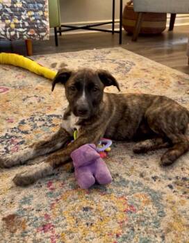 Catalonia -  Shepherd Dog for Adoption in Olympia, Washington - Catalonia | PetCurious