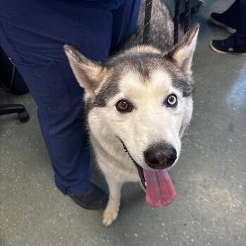 Siberian Husky Dogs Available for Adoption - Nyla | PetCurious