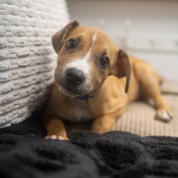 Lance -  Catahoula Leopard Dog and Mixed Breed Dog for Adoption in Pawling, New York - Lance | PetCurious