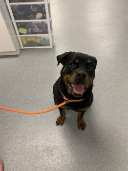 Rottweiler Dogs Available for Adoption in Indianapolis, Indiana - NALA | PetCurious