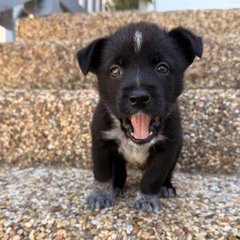 Irwin (I litter) -  Australian Cattle Dog Blue Heeler Dog for Adoption in San Diego, California - Irwin (I Litter) | PetCurious