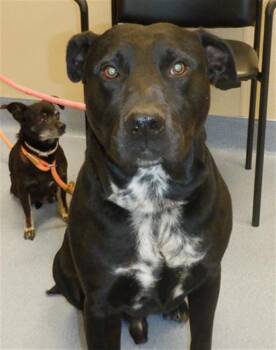 Rescue Pit Bull Terrier and Labrador Retriever Dogs for Adoption in San Jose, California - SHILOH | PetCurious