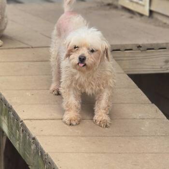 Maltese Dogs Available for Adoption in Zaleski, Ohio - Savannah | PetCurious
