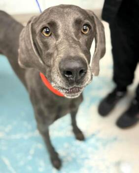 Rescue Weimaraner Dogs for Adoption - Morticia | PetCurious