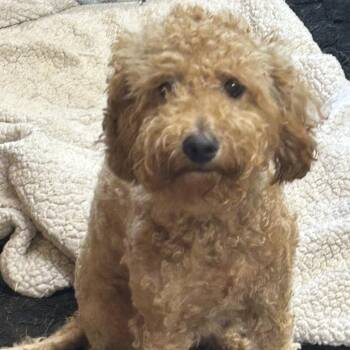 Jenni -  Poodle Dog for Adoption in Rockville, Maryland - Jenni | PetCurious