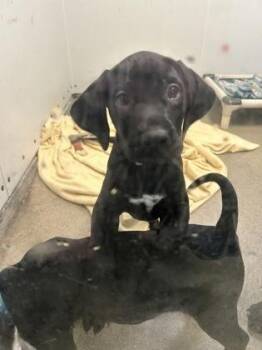 Labrador Retriever and Mixed Breed Dogs Available for Adoption - Atlas | PetCurious