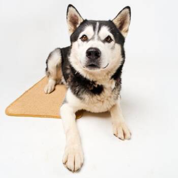 Milo -  Husky Dog for Adoption in Palm Springs, California - Milo | PetCurious