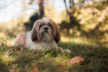 Rescue Shih Tzu Dogs for Adoption in Gradyville, Kentucky - Emmett | PetCurious