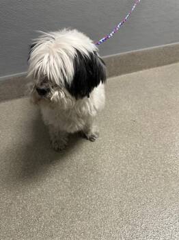 BUSTER -  Maltese and Mixed Breed Dog for Adoption in Las Vegas, Nevada - BUSTER | PetCurious