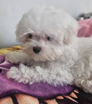 Maltese Dogs Available for Sale - Bear | PetCurious
