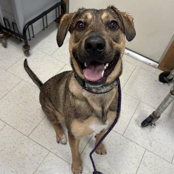Leni(Adoption Fee Sponsored) -  Mixed Breed Dog for Adoption in Alabaster, Alabama - Leni(Adoption Fee Sponsored) | PetCurious