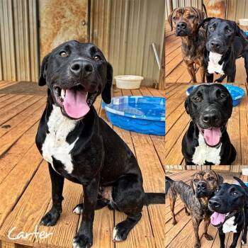 Rescue Labrador Retriever Dogs for Adoption in Fairhope, Alabama - Carter | PetCurious