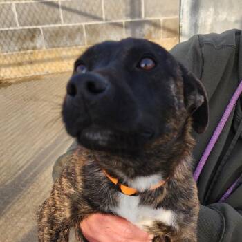 Feist Dogs Available for Adoption - Chong | PetCurious