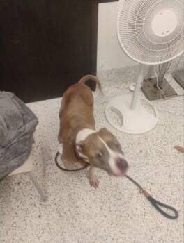 May (Countess) -  Mixed Breed Dog for Adoption in Atlanta, Georgia - May (Countess) | PetCurious