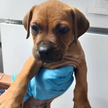 Carrots -  Terrier and Mixed Breed Dog for Adoption in Hattiesburg, Mississippi - Carrots | PetCurious