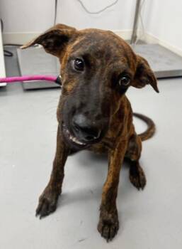 Ruby Doo (Scooby Doo Show x2) -  Mixed Breed Dog for Adoption in Hartsville, South Carolina - Ruby Doo (Scooby Doo Show X2) | PetCurious