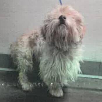 Teagan A2275955 -  Mixed Breed Dog for Adoption in Los Angeles, California - Teagan A2275955 | PetCurious