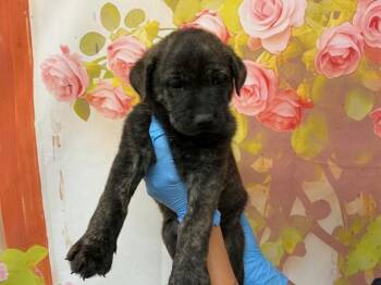GLOZELLE -  Pit Bull Terrier and Mixed Breed Dog for Adoption in San Bernardino, California - GLOZELLE | PetCurious