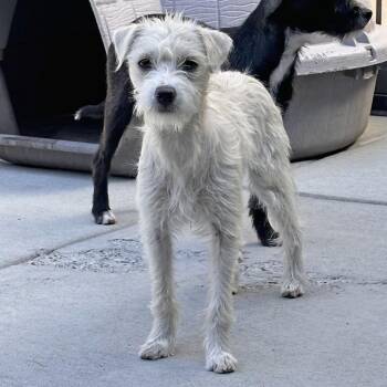 Casey -  Mixed Breed Dog for Adoption in Hailey, Idaho - Casey | PetCurious