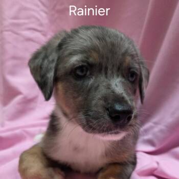 Rainier - Coming soon! -  Mixed Breed Dog for Adoption in Naperville, Illinois - Rainier - Coming Soon! | PetCurious