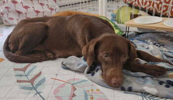 Rescue Whippet and Boykin Spaniel Dogs for Adoption in New York, New York - Paisley (SC) | PetCurious