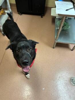 SKI -  Labrador Retriever and Mixed Breed Dog for Adoption in Cookeville, Tennessee - SKI | PetCurious