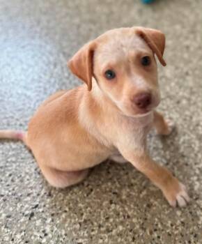 Alvin -  Mixed Breed and Pit Bull Terrier Dog for Adoption in Salem, New Hampshire - Alvin | PetCurious