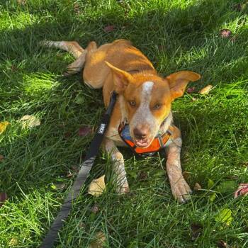 Twix -  Australian Cattle Dog Blue Heeler Dog for Adoption in Jackson, Wyoming - Twix | PetCurious