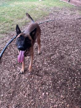 Estrellita A220839 -  Belgian Shepherd Malinois Dog for Adoption in Plano, Texas - Estrellita A220839 | PetCurious