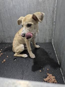 EL PASO -  Terrier Dog for Adoption in San Antonio, Texas - EL PASO | PetCurious