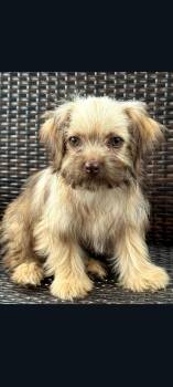 Kate -  Maltese and Shih Tzu Dog for Adoption in Lewis Center, Ohio - Kate | PetCurious