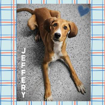 Rescue Hound Dogs for Adoption in Mokena, Illinois - Jeffrey | PetCurious