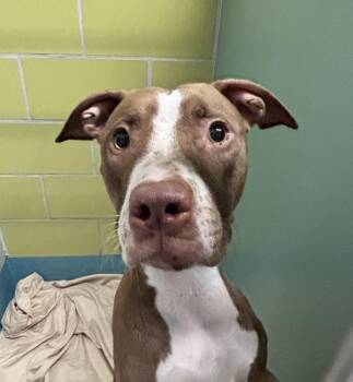 Glitter Butterfly -  Mixed Breed Dog for Adoption - Glitter Butterfly | PetCurious