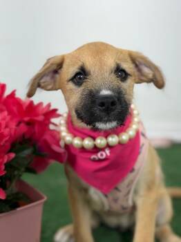 Wendy-One of our Amazing Rescue Dogs -  Border Terrier and Husky Dog for Adoption in Carlsbad, California - Wendy-One Of Our Amazing Rescue Dogs | PetCurious