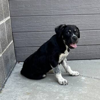 Pit Bull Terrier Dogs Available for Adoption in Chattanooga, Tennessee - Blackbeard | PetCurious