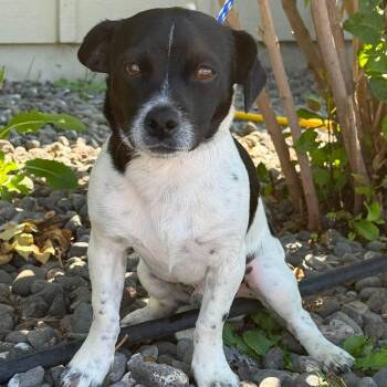 Langa -  Mixed Breed Dog for Adoption in Othello, Washington - Langa | PetCurious